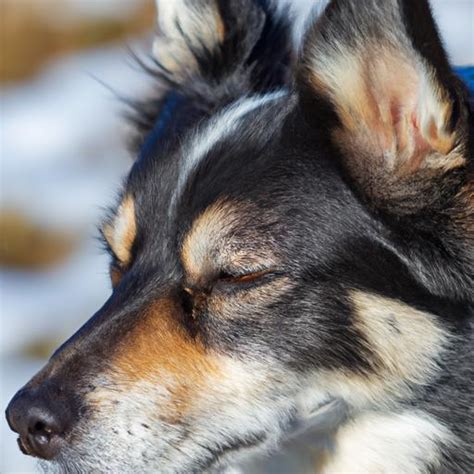 Border Collie Husky Mix The Ultimate Guide