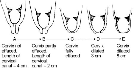 What Is The Function Of The Cervix