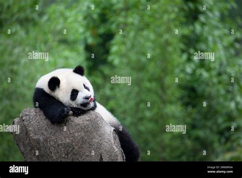 Giant Panda With Tongue Out Licking Face Resting On A Tree Stump In