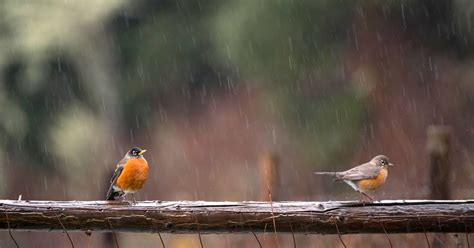 Robin Loznak Photography Rain Birds