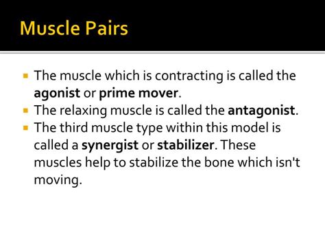 Ppt Muscle Structure And Function Powerpoint Presentation Id2195047