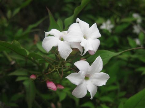 Jasmine Plant For Sale Near Me The Home Interior Ideas