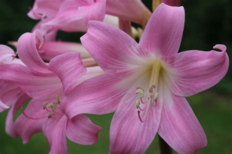Maybe you would like to learn more about one of these? Is Belladonna Lilly toxic to dogs? - LSESC