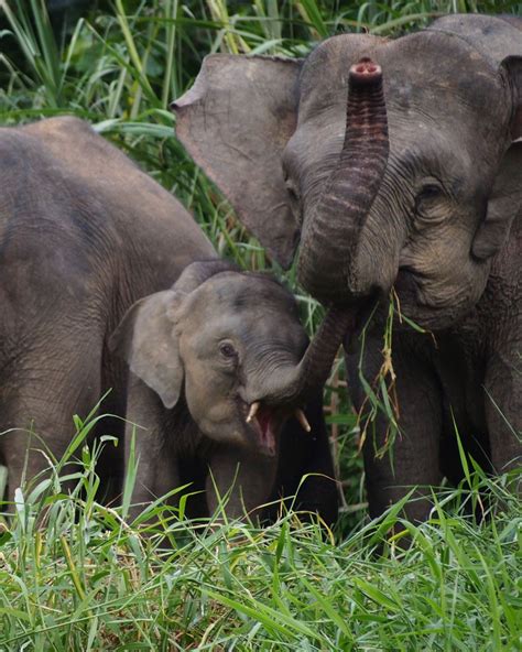 Baby Pygmy Elephant Steals A Snack From Mom Smithsonian Photo Contest