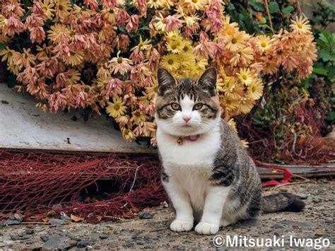 人々とともに生きる猫たちの愛らしい日常をとらえた岩合光昭「ねこづくし」展 news ima online