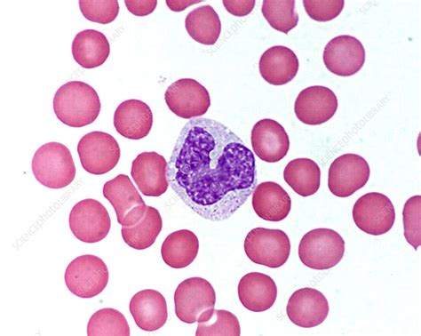 Monocyte Stock Image P2480291 Science Photo Library