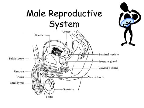 Parts Of Male Reproductive System And Function Reproductive System