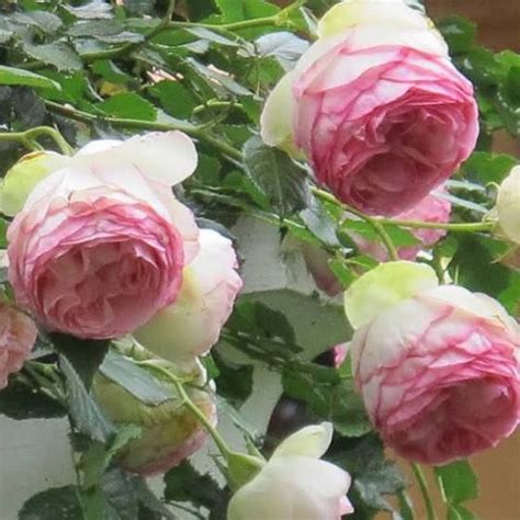 Check spelling or type a new query. cabbage rose plant | Planting roses, Fragrant flowers ...