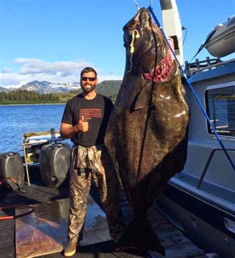 International Fishing News Alaska Caught A Monster Size 405 Lb Halibut
