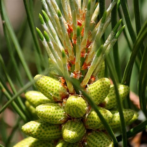 Loblolly Pine Tree Cones
