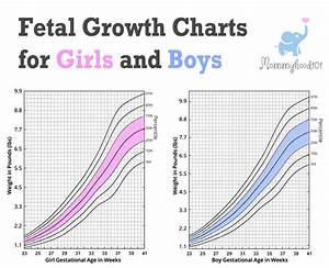 Fetal Centile Chart