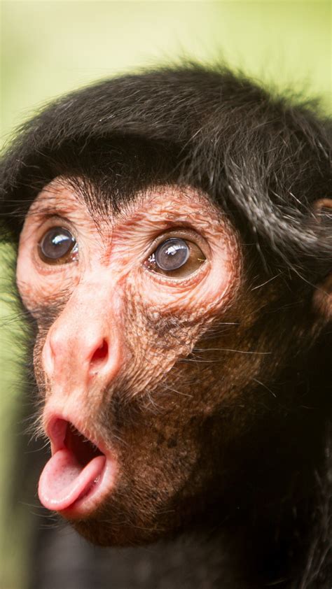 Wallpaper Chimpanzee Monkey Cute Animals Funny Animals 4518