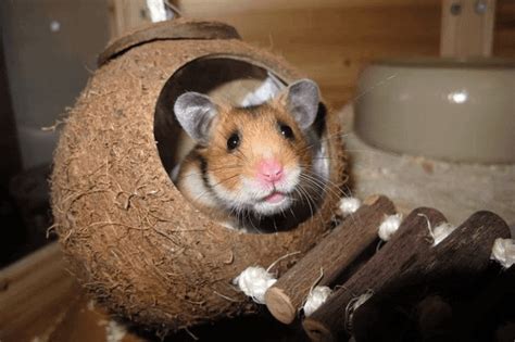 We did not find results for: How Long Do Hamsters Live? (Learn Dwarf & Syrian Hamster ...