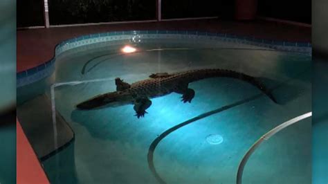 11 Foot Long Alligator Found In Swimming Pool In Sarasota Florida