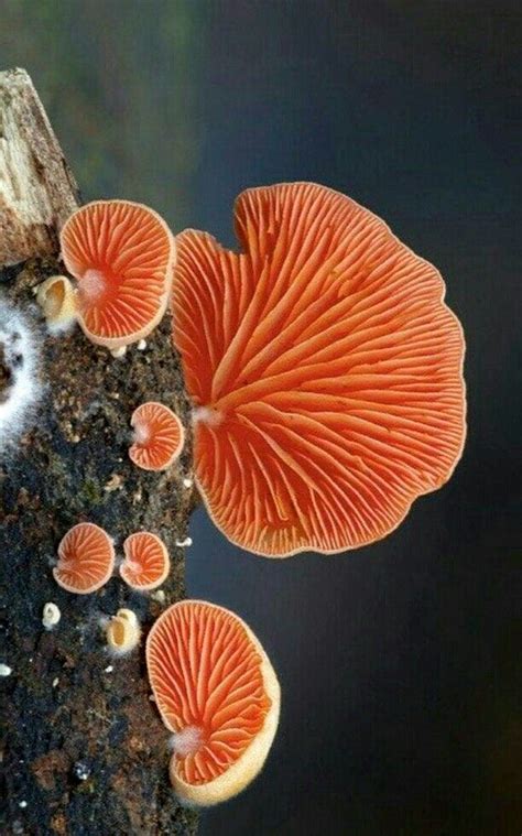 Pin By ᑭᕼᗩᑎ丅ᗩᔕᗰᗩǤᗝᖇiᑕᗩᒪ ᗰᗩᗪᗩᗰᗴ ᗰᗝ丅ᕼ On Mushroom Obsession Magical