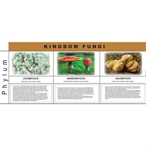 Fungi Kingdom Charts Montessorimaterialsaustralia