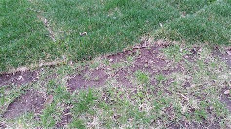 Most people result to laying sod to give their lawn the beautiful and classic green look. weed control - How do I fix the worst lawn on the street ...