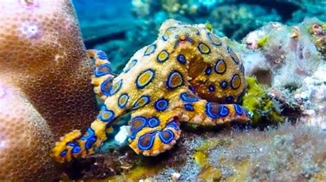 Phenomenal 25 Awesome Picture Of Blue Ringed Octopus Meowlogy