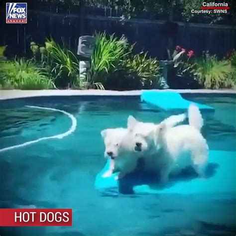 Fox News Dogs Play In The Pool