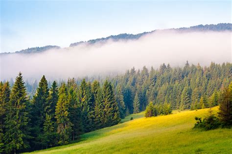 Free Morning Mist Over The Forest On Hillside Stock Photo