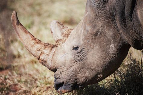 Rhino Poaching On The Rise In South Africa New Figures Show Abc News