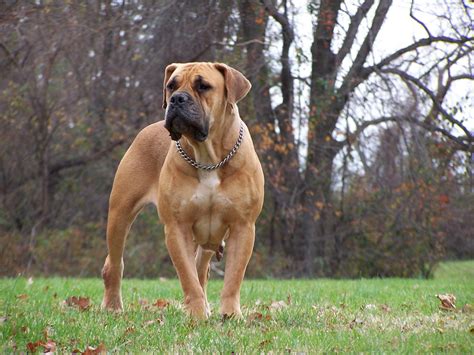 Boerboel Dog:Pictures of Dogs and All About Dog