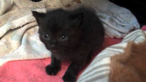Pictures Of Baby Black Kittens Fluffy Black Boy Kitten Weeks Old Stanmore Middlesex