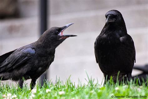 Crows The Tail Pulling Food Stealing Bird Prodigies Ars Technica