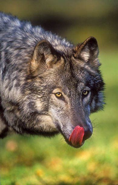 Gray Wolf Canis Lupus Autumn North America ©️️thomas Kitchin