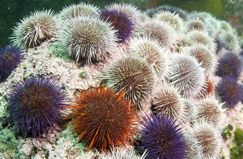 Sea Urchin Marine Life South Africa