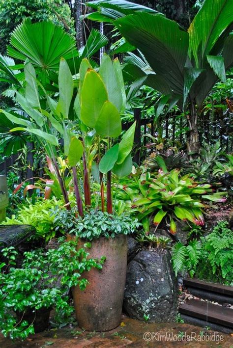 Tropical backyard balinese garden landscaping plants tropical garden design heliconia plant unusual plants tropical plants plants trees to plant. Tabu: Tropical Paradise in Cairns, Queensland | Balinese ...