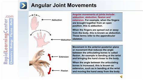 The Skeletal System 2 Types Of Joint Movements Youtube
