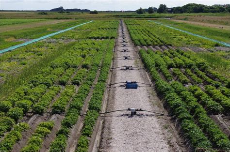 Fertilization Strategies For Saline Agriculture Salt Farm Texel