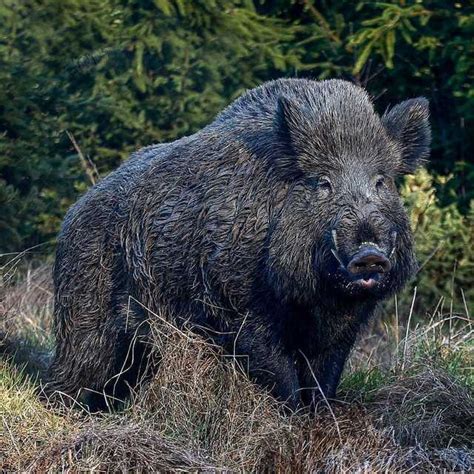 This Huge Wild Boar Rnatureismetal