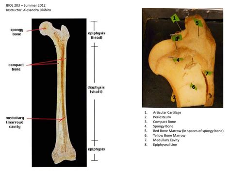 Ppt Articular Cartilage Periosteum Compact Bone Spongy Bone Red Bone