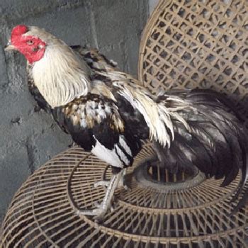 Sawat, timpuk & atret on facebook. Warna Ayam Pamangon Wido Yang Bagus : Ciri-ciri Ayam Bangkok Wido - TIPS 12onlinegaming - Tabel ...