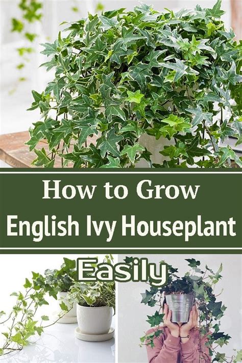 How To Grow English Ivy Houseplant Easily Ivy Houseplant Ivy Plants