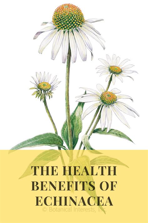 The Health Benefits Of Echinacea Echinacea Benefits Health Benefits
