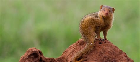 Simply Spellbinding Facts About The Mongoose