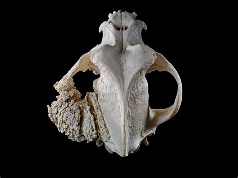 Canine Skull With Osteosarcoma Wellcome Collection