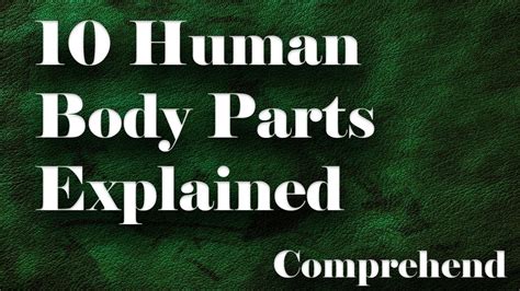 10 Human Body Parts Explained Youtube