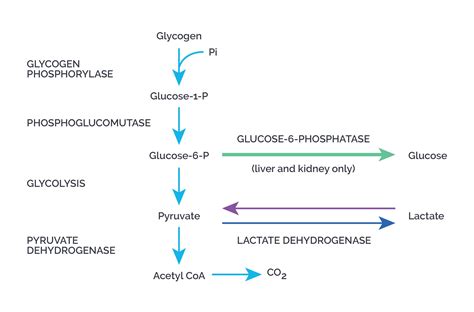 Glycogenesis Refer To A Conversion Of Glycogen To Glucose Class My