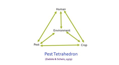 In northeastern north america the predaceous mite of greatest importance is typhlodromus pyri (acari: The interactions among components of the pest tetrahedron ...