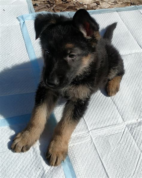 These fees usually includes spaying/neutering, vaccinations. German Shepherd Puppies For Sale | Warren, MA #189068