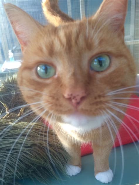 When i leave my cat at cats cradle, i feel confident that he will be safe and happy. The Cat's Cradle | Cattery, Cat Boarding, East Yorkshire
