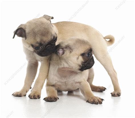 7 Week Old Pug Puppies Stock Image C0532902 Science Photo Library