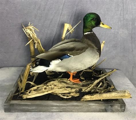 Showpiece Taxidermy Wood Duck Mallard And Pintail Mounts