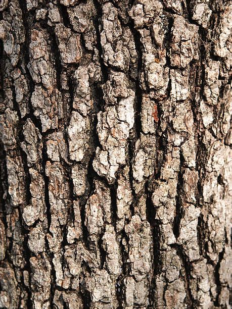 Best Oak Bark Stock Photos Pictures And Royalty Free Images Istock