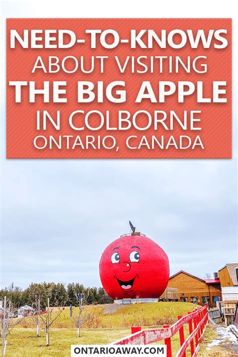 Red delicious, deep red, elongated shaped and five bumps on bottom. Visiting The Big Apple in Colborne, Ontario | Ontario Away ...