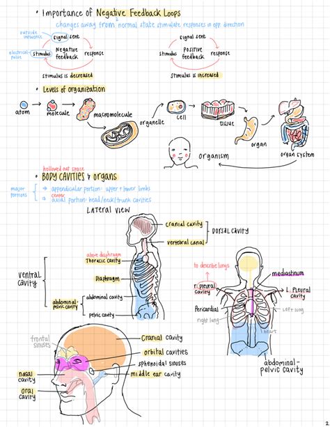 Anatomy And Physiology 1 Notes Nathenmcysherman